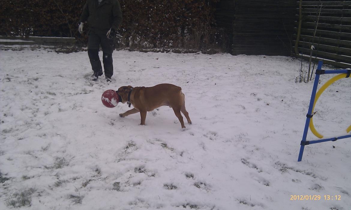 Olde english bulldogge Hummer (som bilen) billede 13
