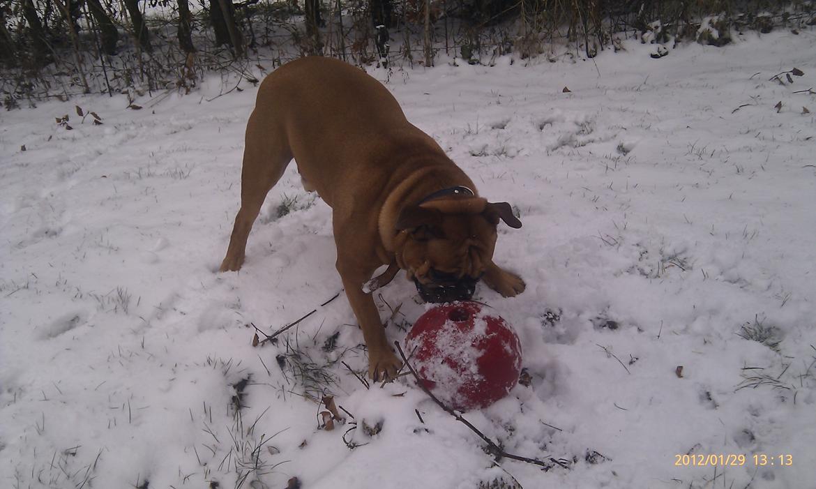 Olde english bulldogge Hummer (som bilen) billede 14