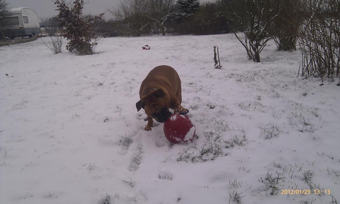 Olde english bulldogge Hummer (som bilen) billede 15