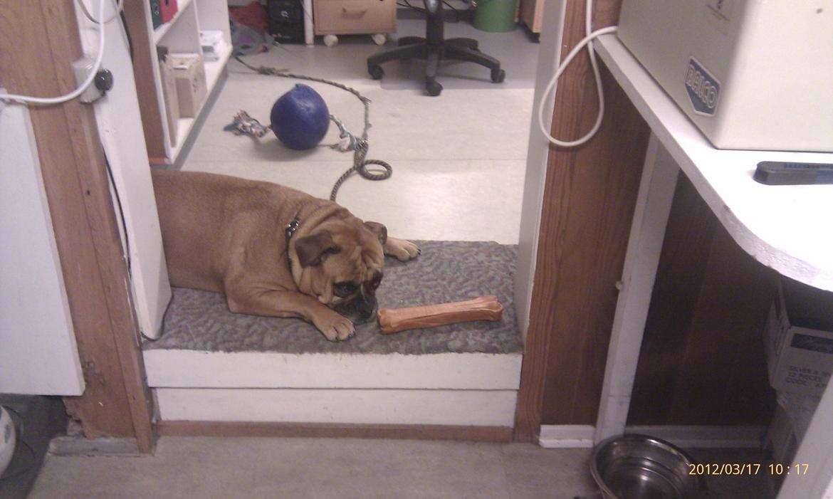 Olde english bulldogge Hummer (som bilen) billede 16