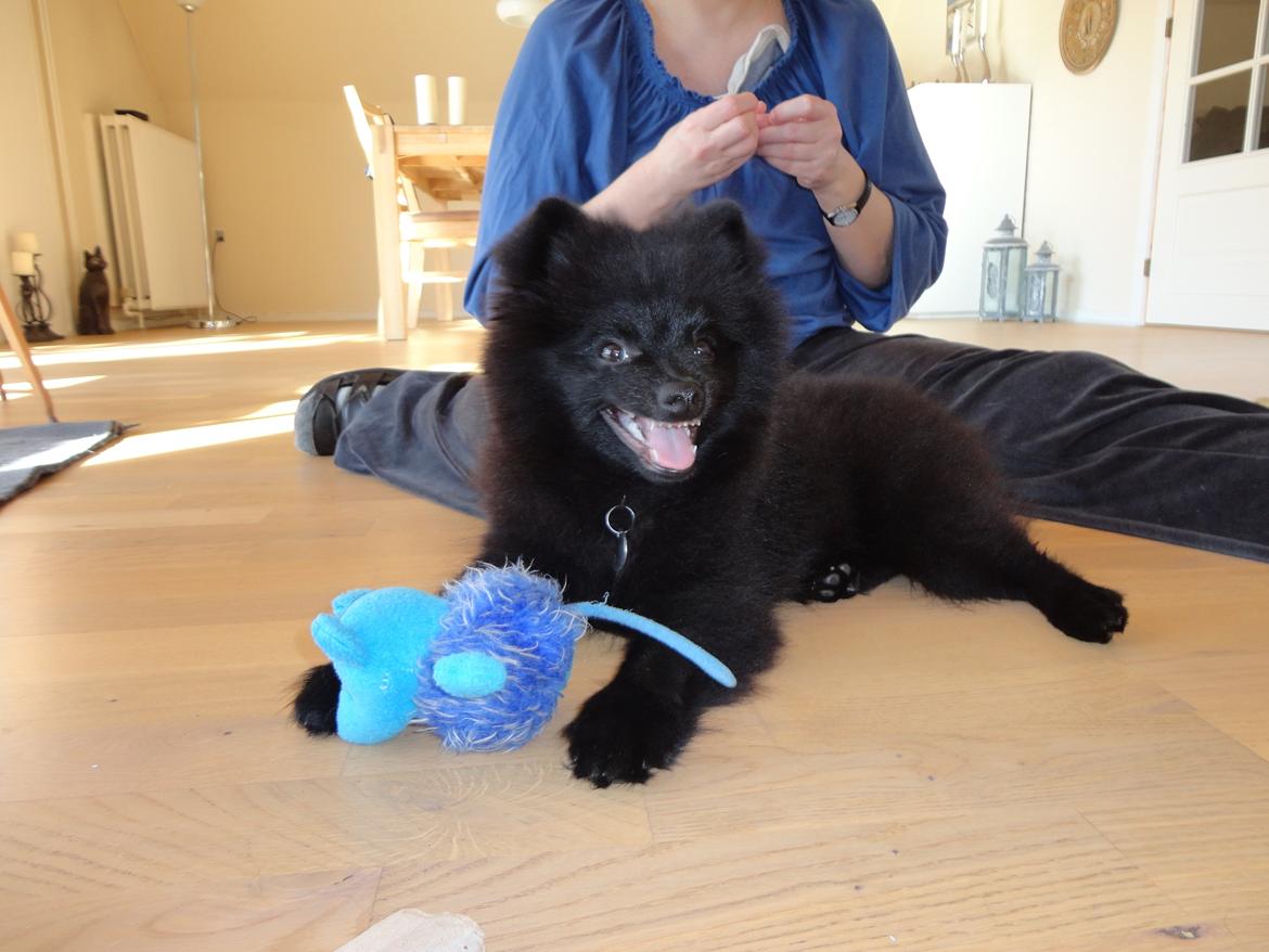 Kleinspitz Eddie - Eddie med sin ynglingsbamse billede 1