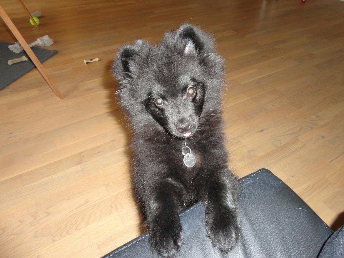 Kleinspitz Eddie - Ikke nemt at irettesætte ham når han ser sådan ud... billede 2