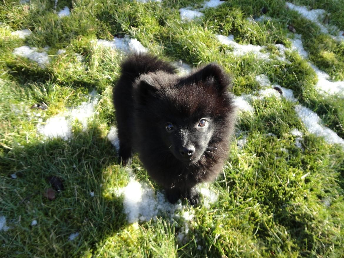 Kleinspitz Eddie - En tur i haven billede 3