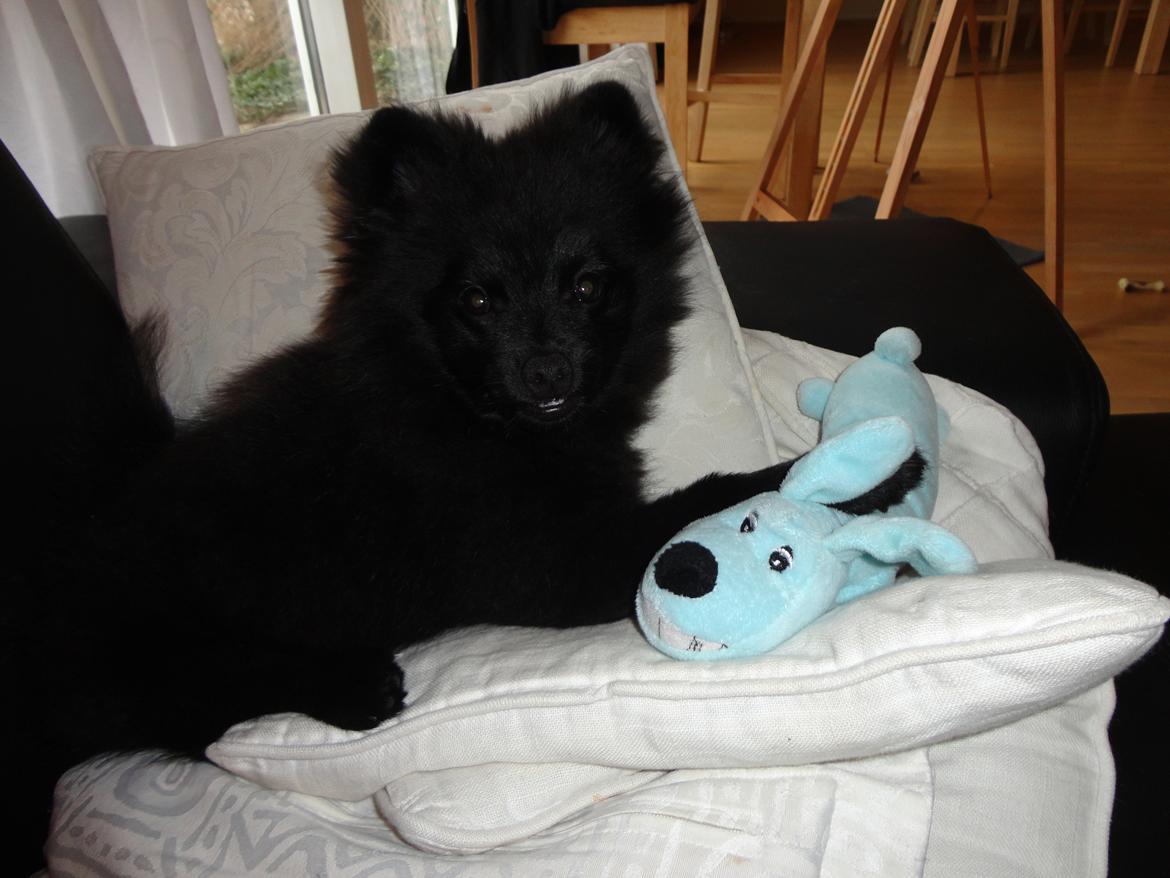 Kleinspitz Eddie billede 4