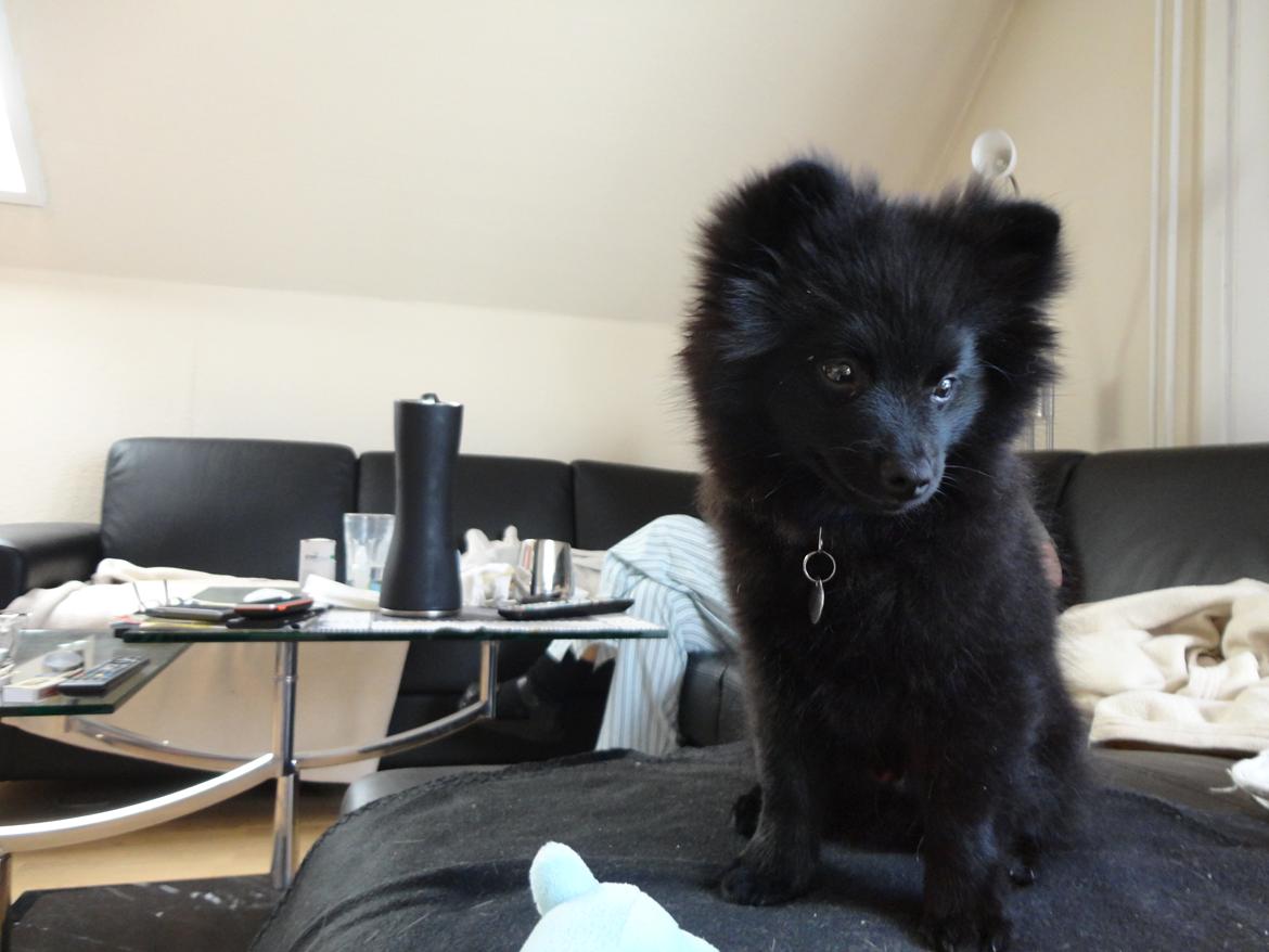 Kleinspitz Eddie - På sin plads i sofaen billede 5