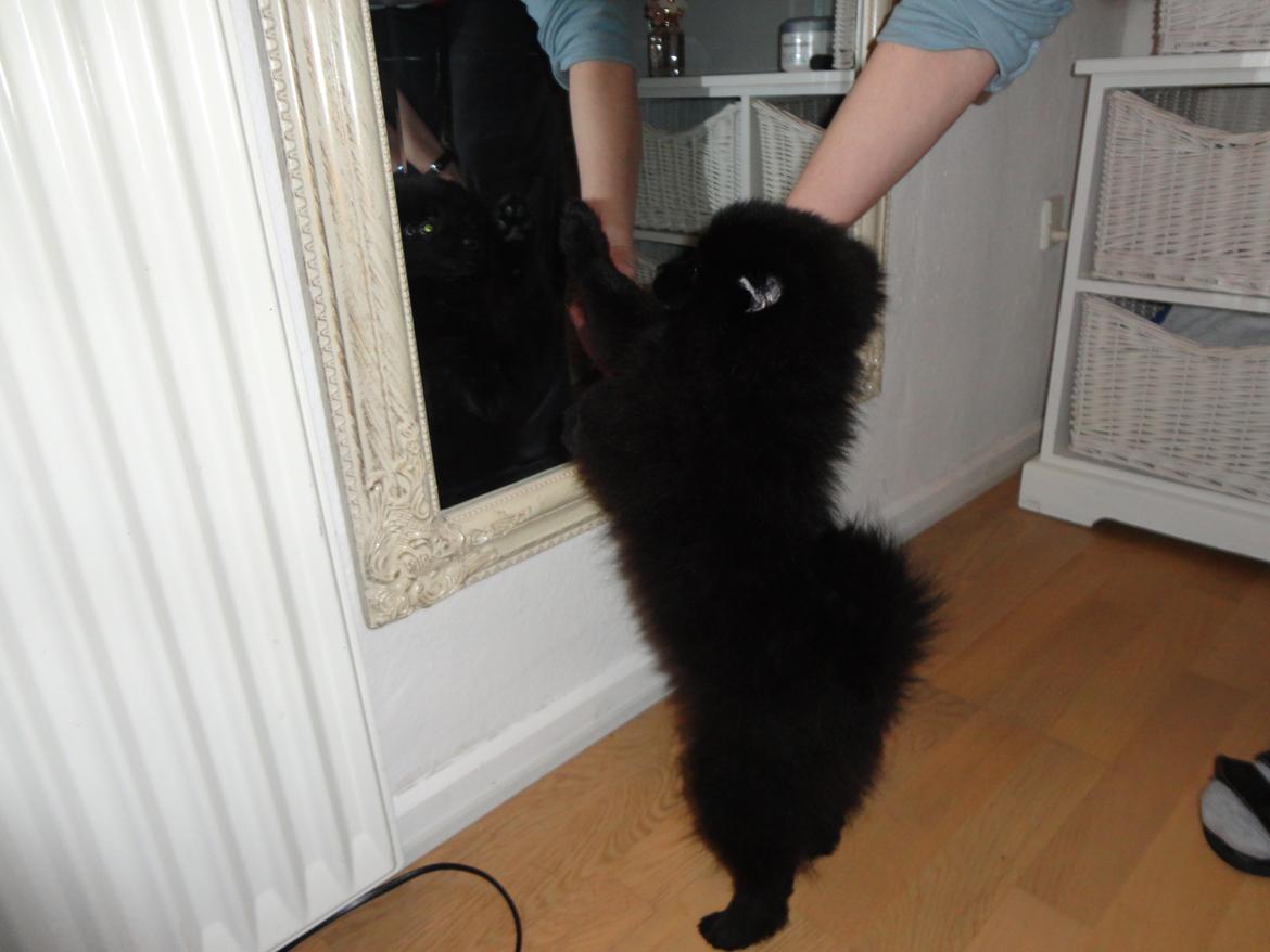 Kleinspitz Eddie - Hilser gerne på andre og sig selv..... billede 6