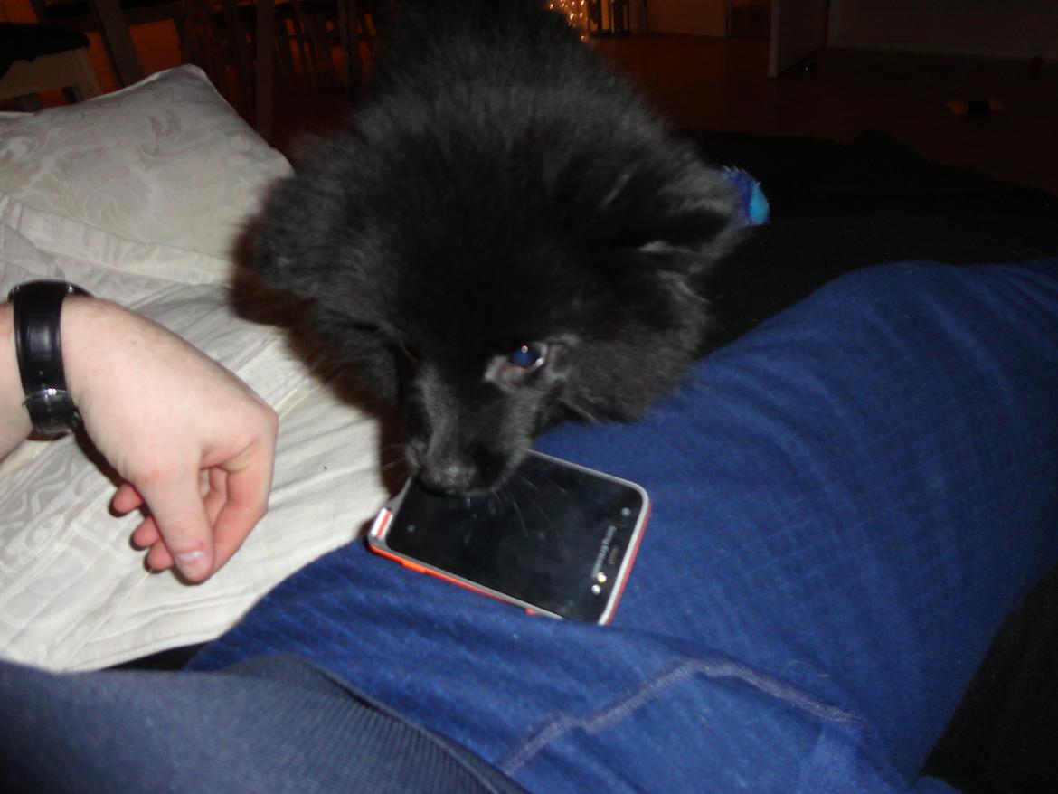 Kleinspitz Eddie - Tager gerne mobilen med billede 7