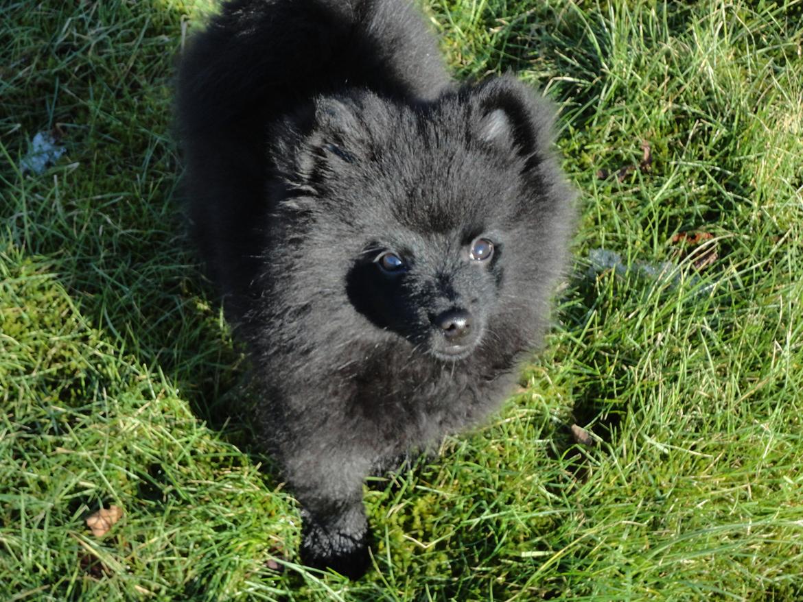 Kleinspitz Eddie billede 8