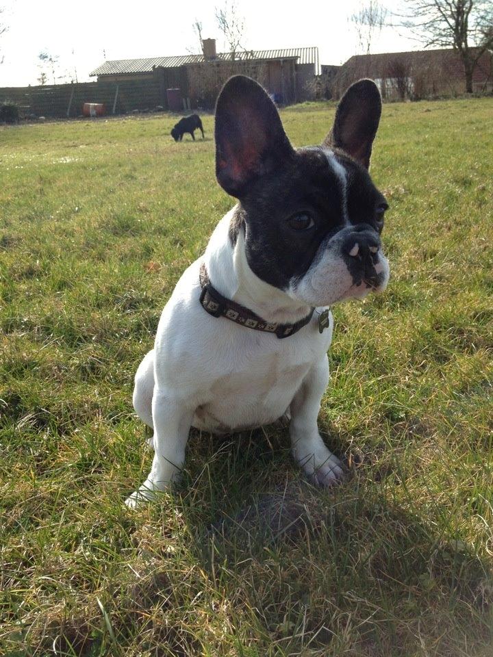 Fransk bulldog Louie billede 7