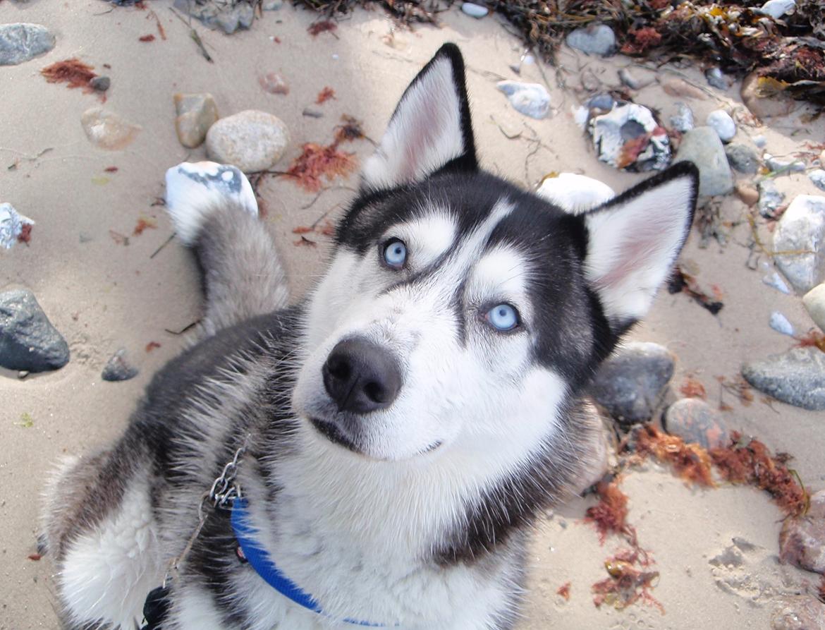 Siberian husky Tayson - Asnæs stranden i kalundborg.
11 måneder billede 5