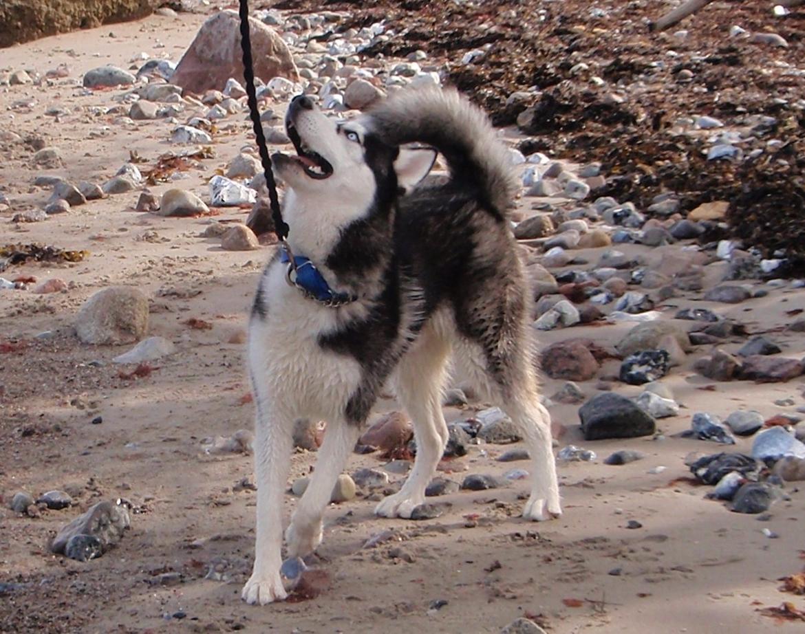 Siberian husky Tayson - Asnæs stranden i kalundborg.
11 måneder billede 6
