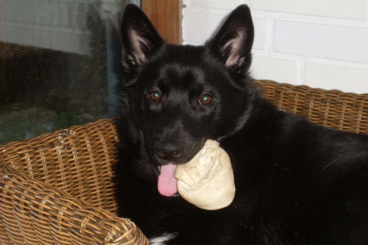 Norsk buhund Ragnhild  "Rally" - gider egentlig ikke at tygge mere, men vil heller ikke slippe benet... hmm billede 15