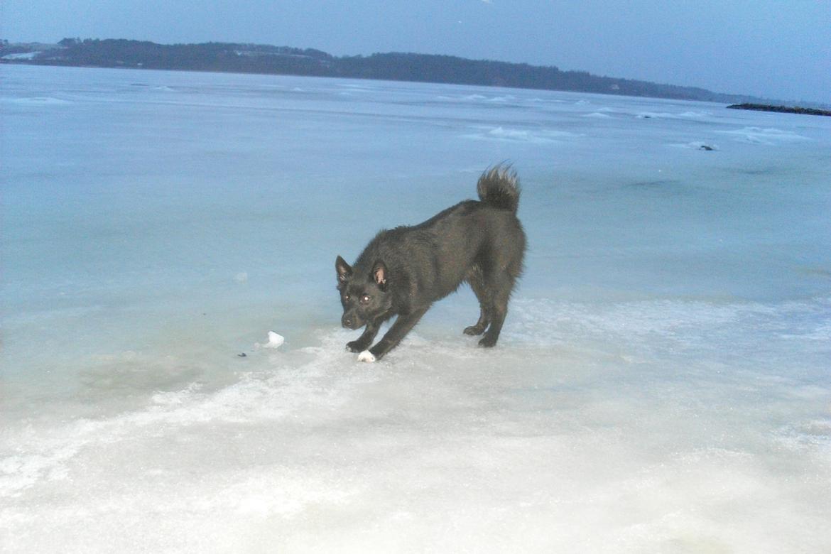 Norsk buhund Ragnhild  "Rally" - typisk hyrdeposition - Rally gør klar til at angribe Simba billede 16