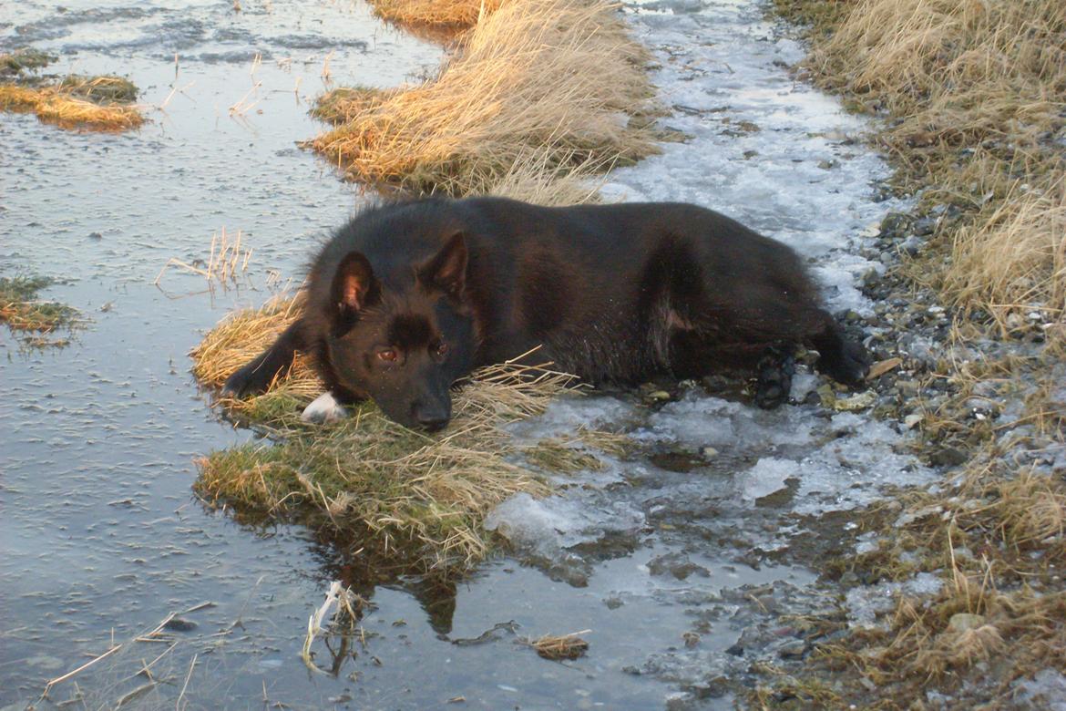 Norsk buhund Ragnhild  "Rally" - afkøling i vandkanten billede 17