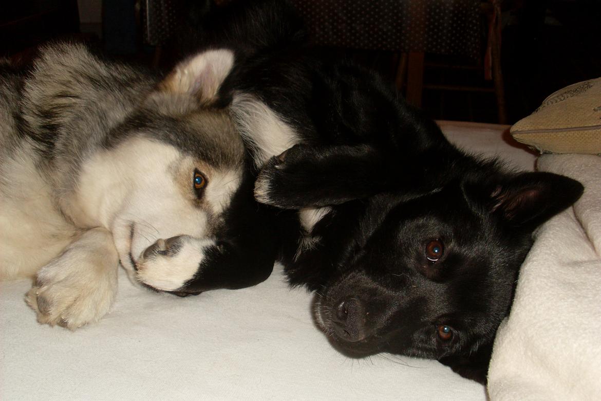 Norsk buhund Ragnhild  "Rally" billede 18