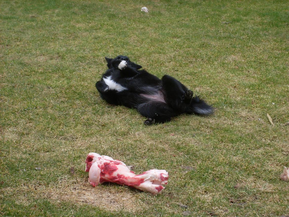 Norsk buhund Ragnhild  "Rally" - OVERGIVET - det ben er simpelthenne for stor :-) billede 19