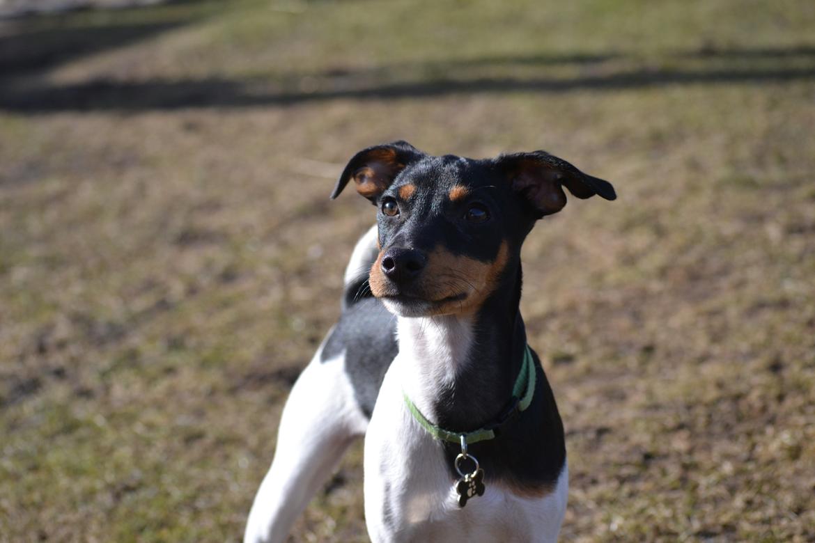 Blanding af racer Kenzo billede 14