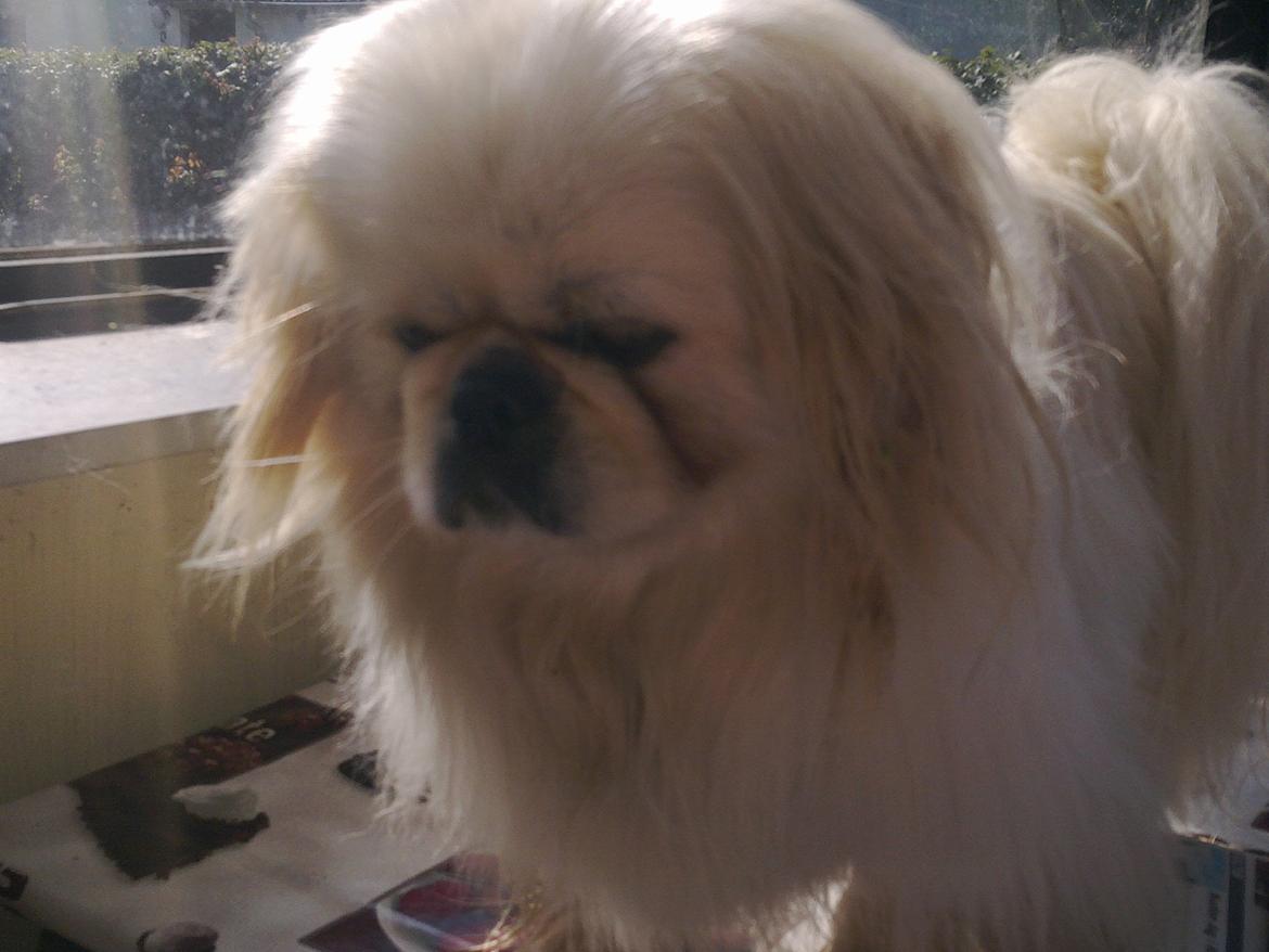 Pekingeser Nuser billede 1