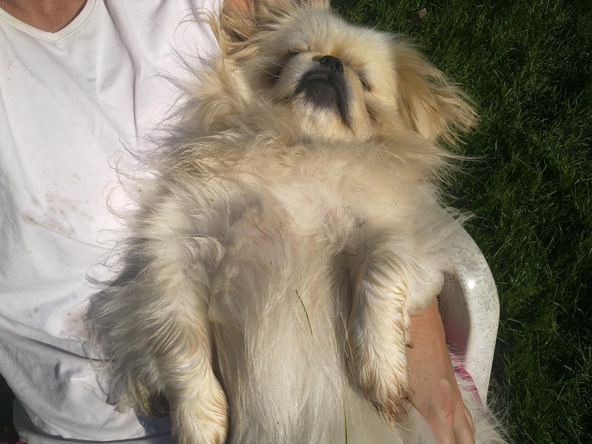 Pekingeser Nuser - Er livet ikke bare skønt..... billede 2