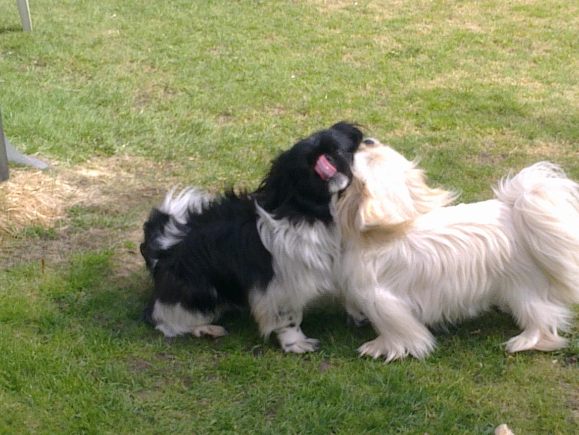 Pekingeser Nuser - Nuser sammen med "lillebror" Bimse.... billede 3