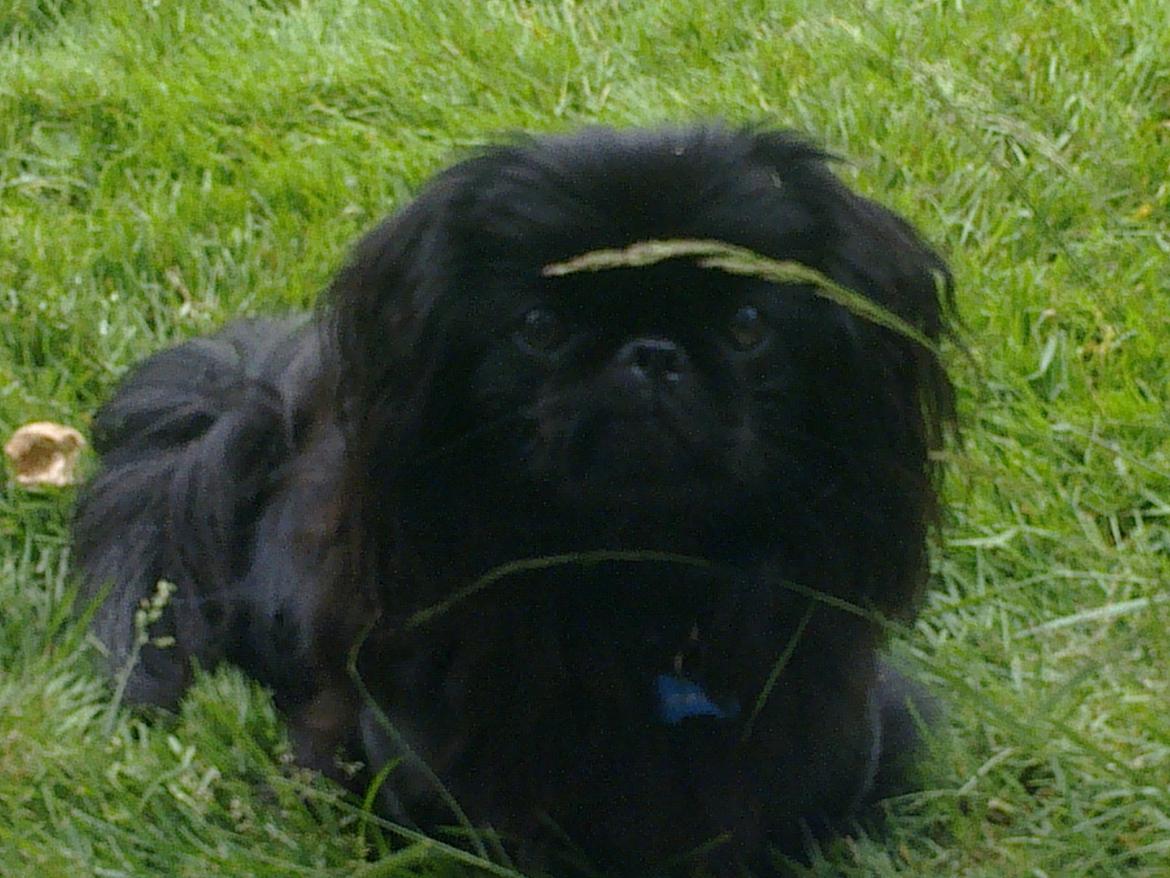 Pekingeser Nuser - - og så var der lige Troldrik, Nusers allermindstebror.... billede 4