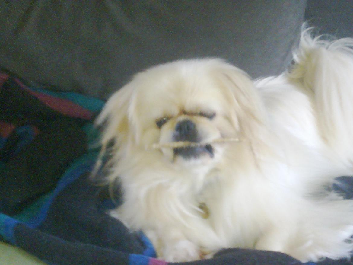 Pekingeser Nuser - Ja sofaen, det er jo min... billede 5