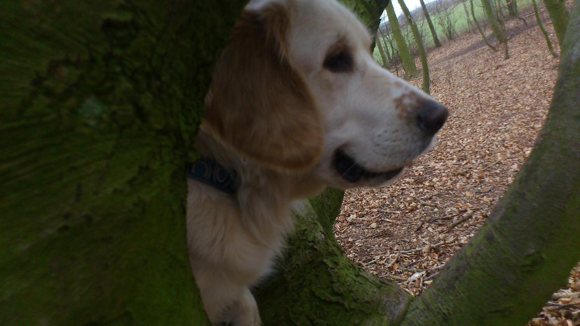 Blanding af racer Fernando billede 1