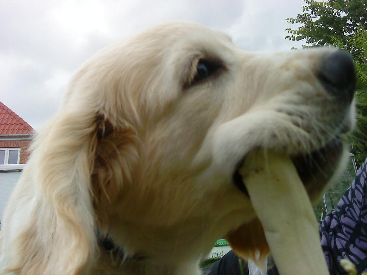 Blanding af racer Fernando - Som lille billede 3