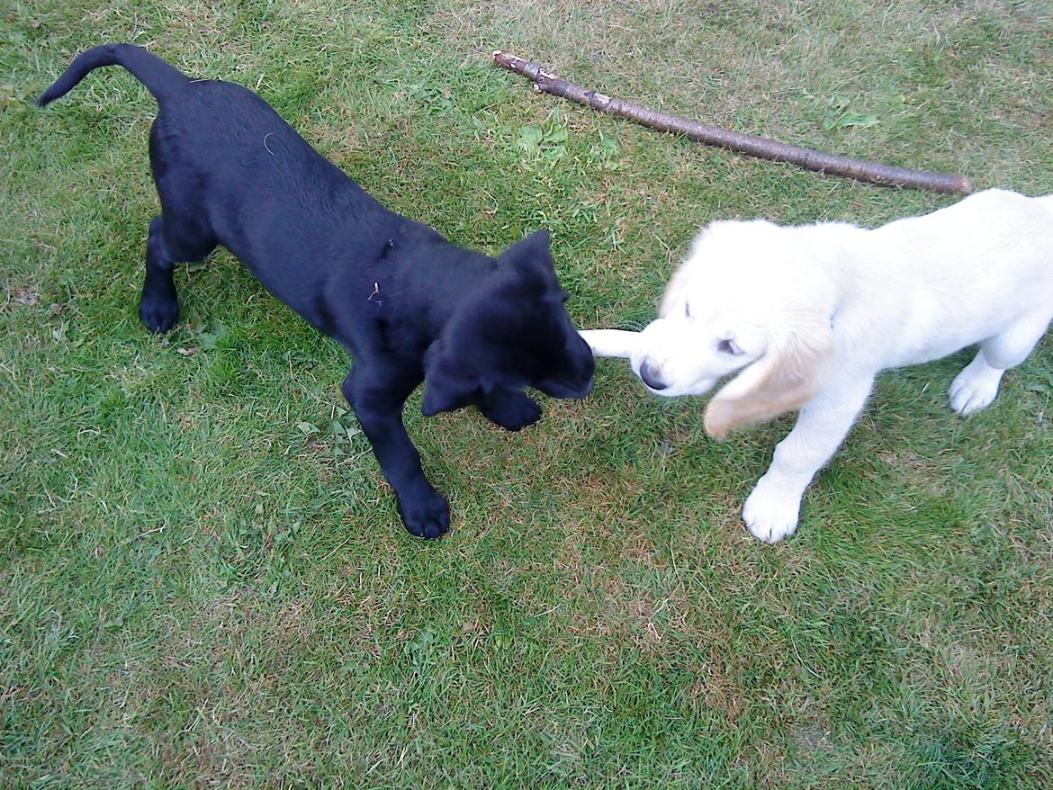 Blanding af racer Fernando - Hygge med Kerto... Da han var lille billede 5