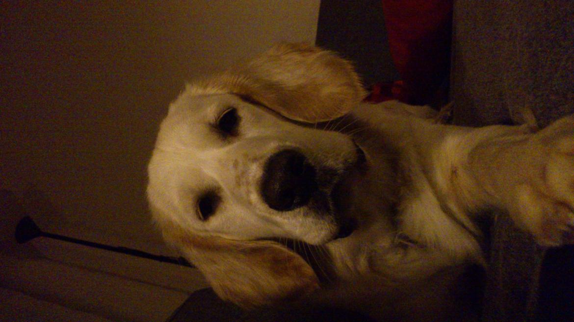 Blanding af racer Fernando - Min dejlige hund billede 6