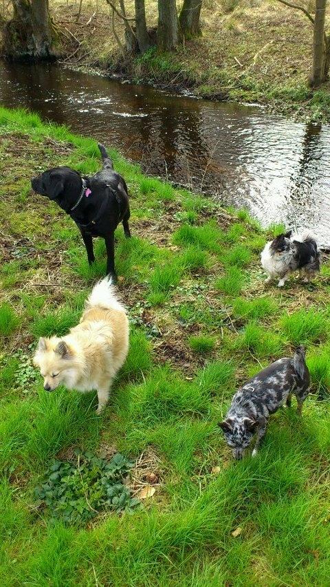 Blanding af racer Dina  (Himmelhund) - Dina er på tur med de andre og Molly :) billede 7