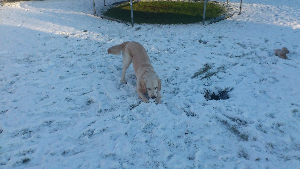 Blanding af racer Fernando - Vinter billeder billede 7