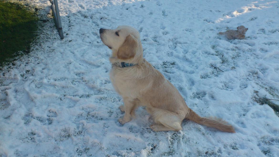 Blanding af racer Fernando billede 8