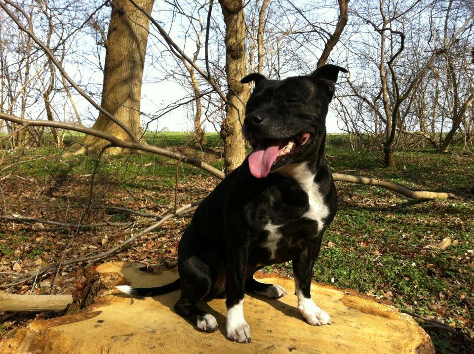 Staffordshire bull terrier Chili billede 1