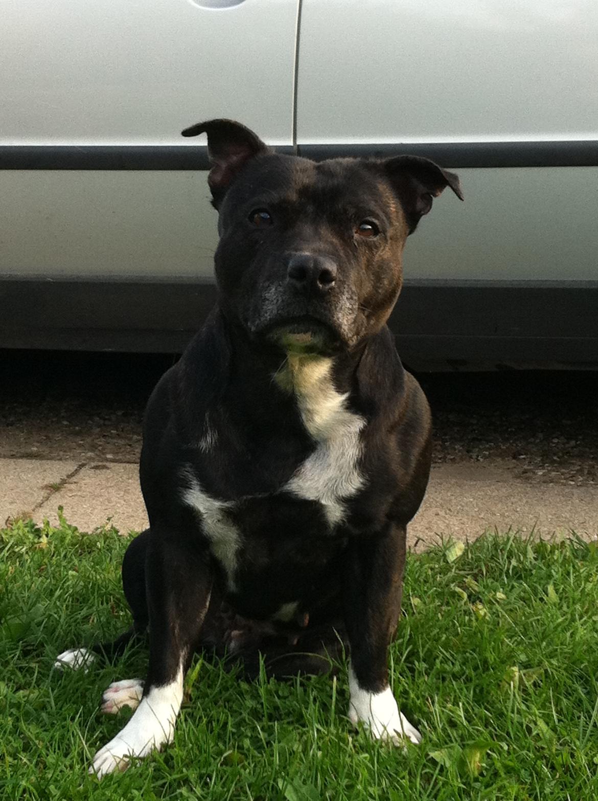 Staffordshire bull terrier Chili billede 2