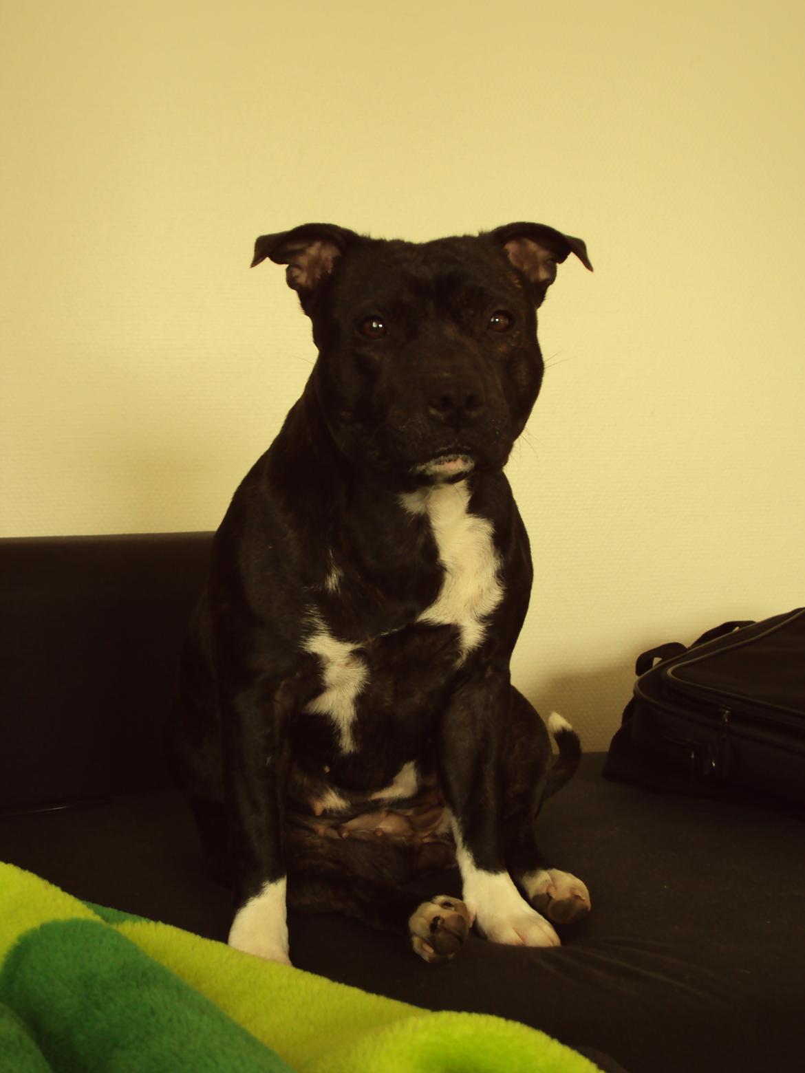 Staffordshire bull terrier Chili billede 3