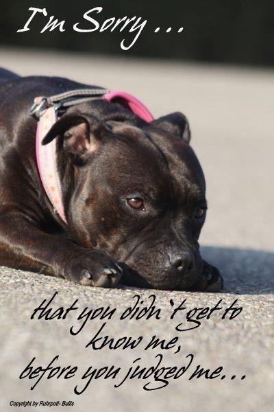 Staffordshire bull terrier Chili billede 5