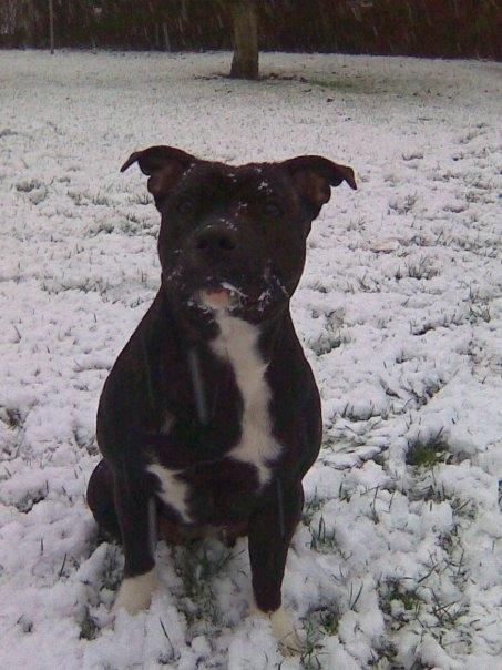 Staffordshire bull terrier Chili billede 6