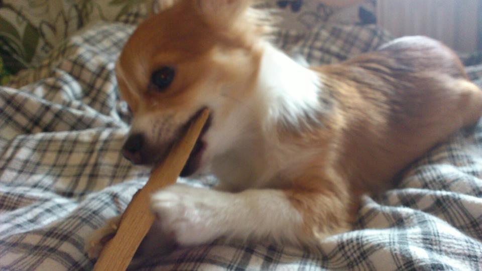 Blanding af racer Eigiel billede 16