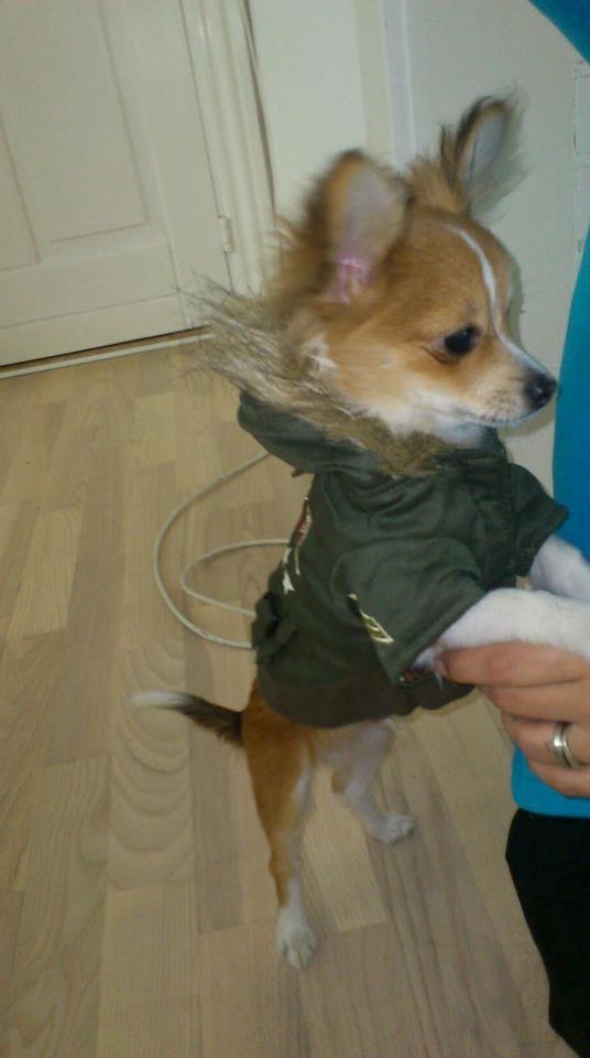 Blanding af racer Eigiel billede 18