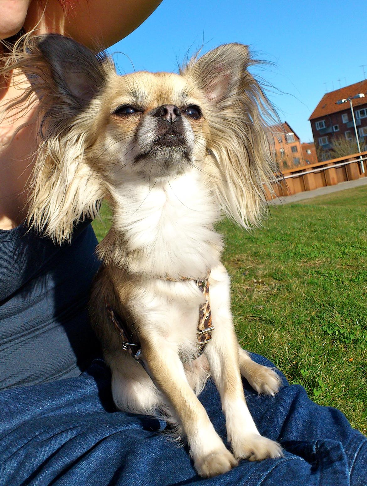 Chihuahua Micka - Første solrige dag, marts 2012 billede 1