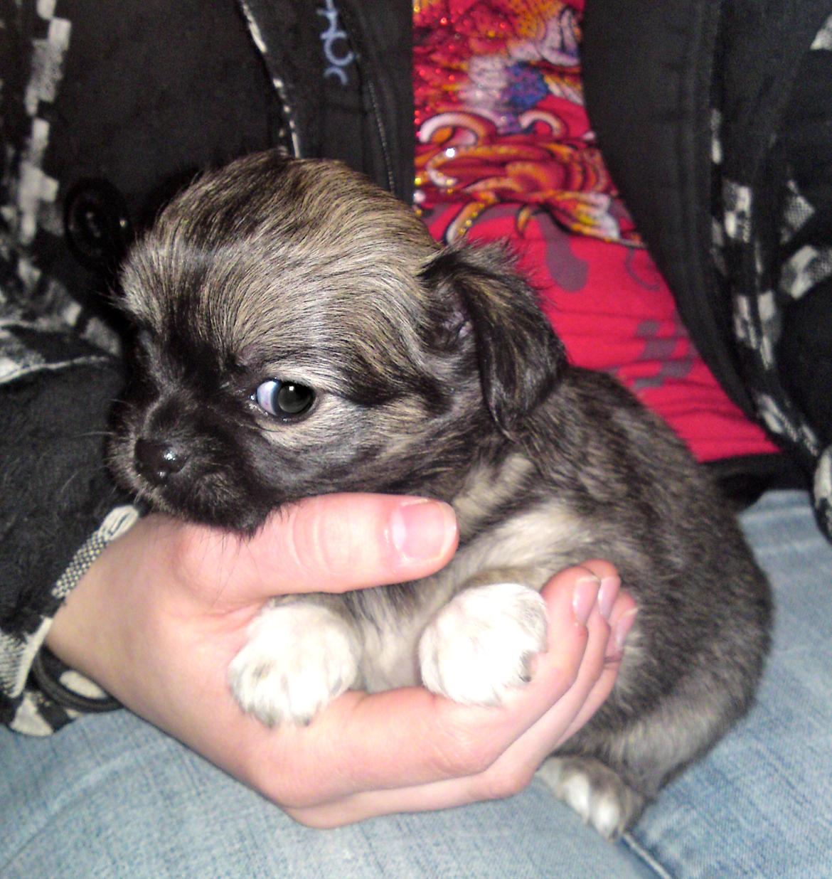 Chihuahua Micka - Da Micka kun var nogle få uger gammel og jeg var der, for at besøge hende :D <3 billede 9