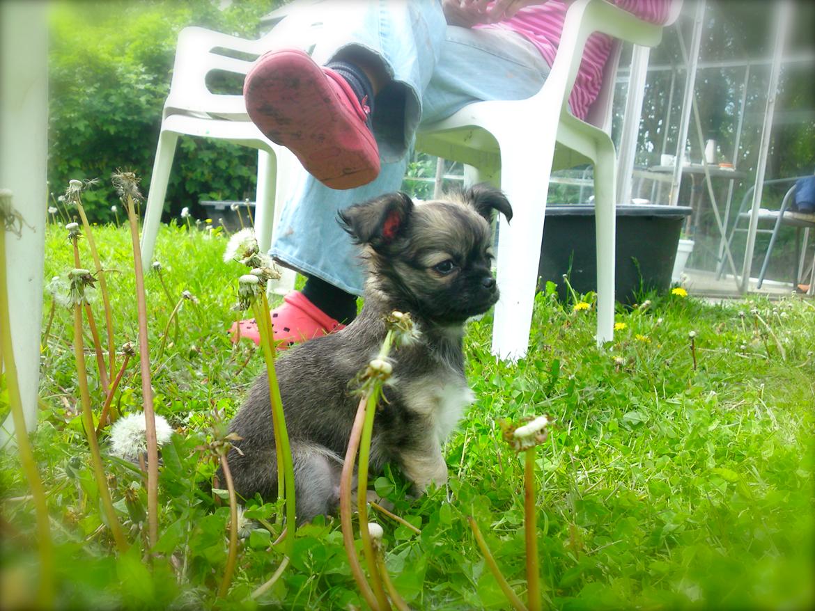 Chihuahua Micka - Så er Micka'musen blevet hentet, og på jagt i haven :D <3 billede 7