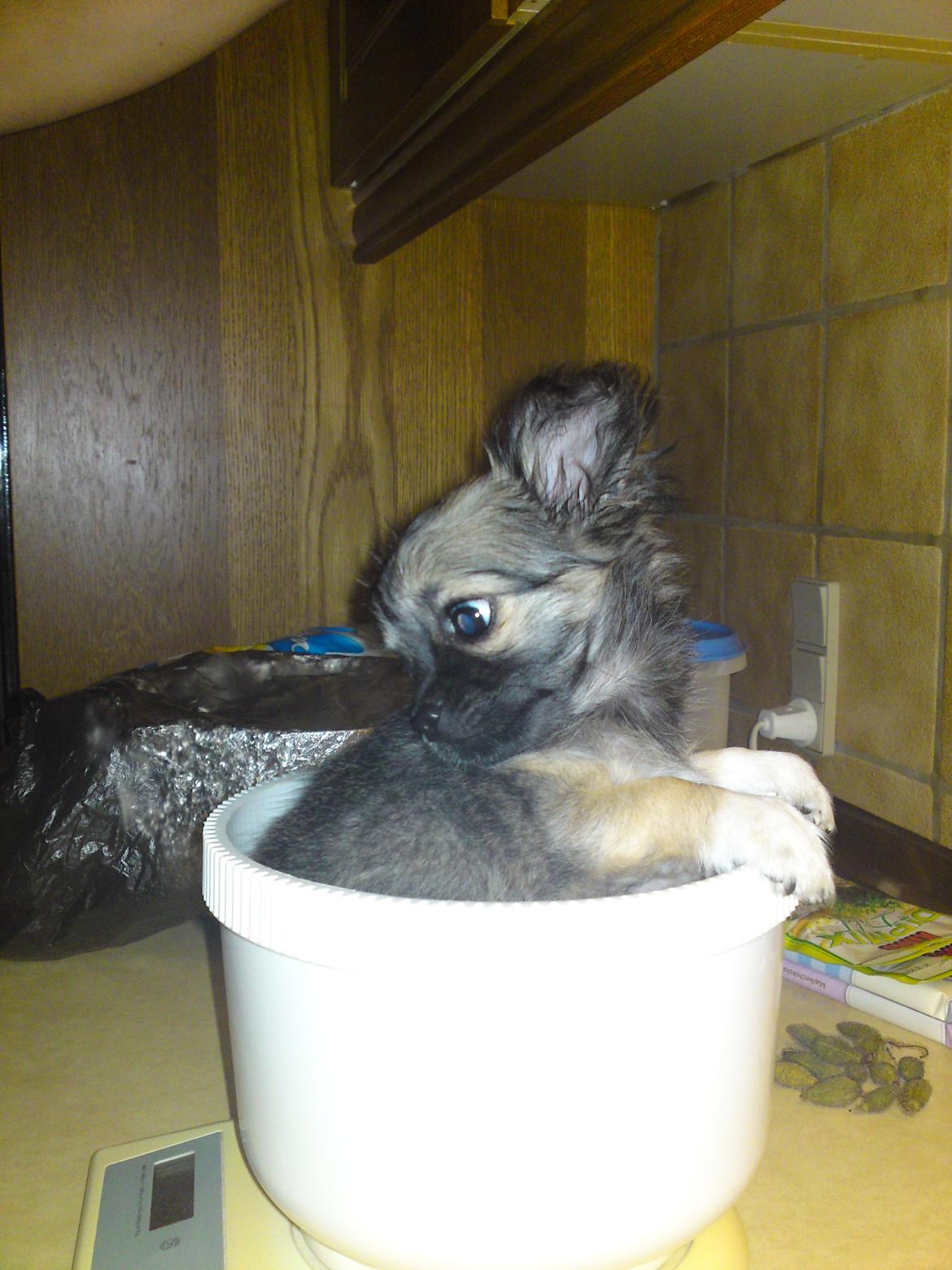 Chihuahua Micka - Så skulle den ny tilkommende Micka vejes :D <3 billede 8