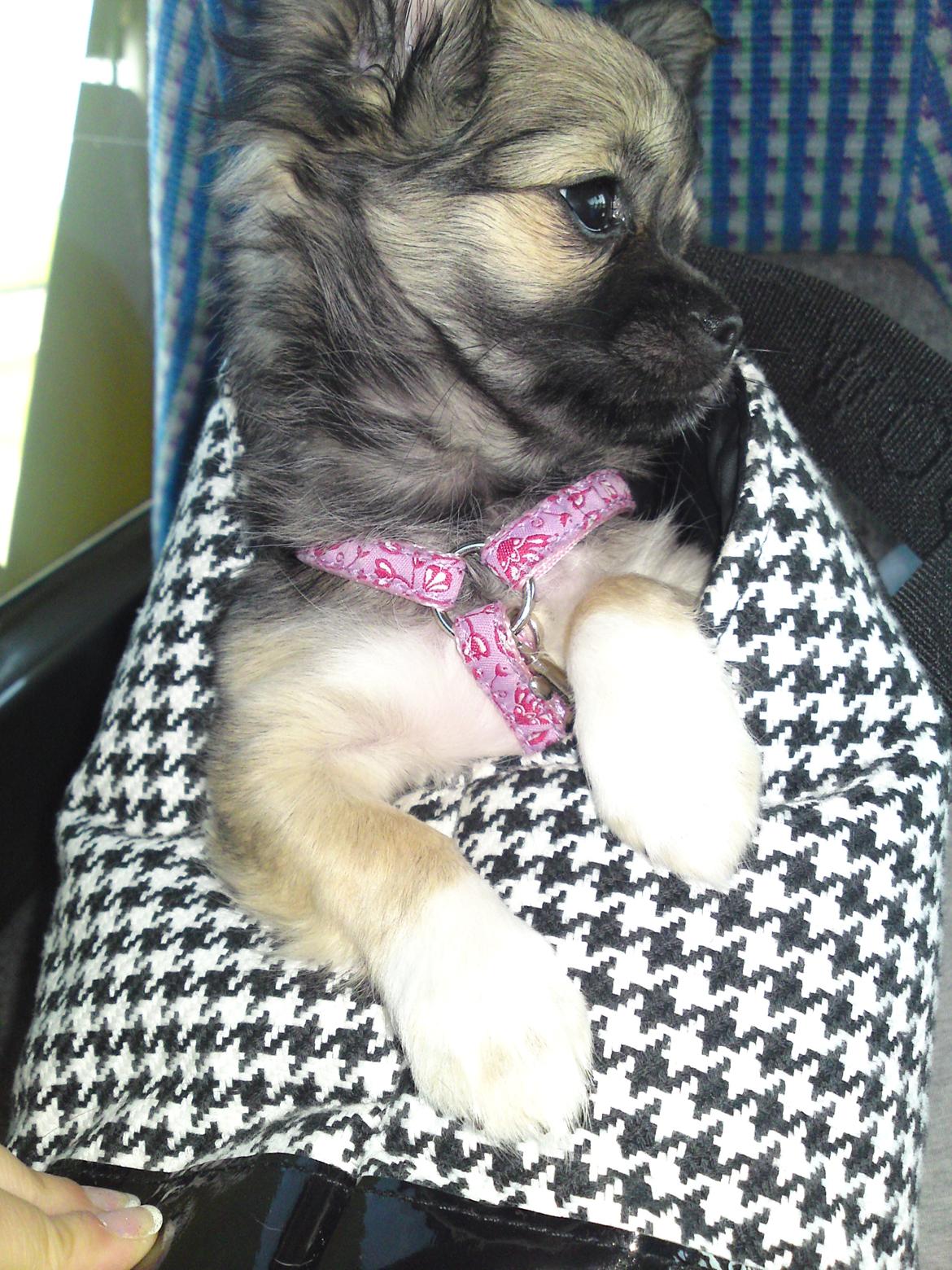 Chihuahua Micka - Micka og mor i bus(: <3 billede 5
