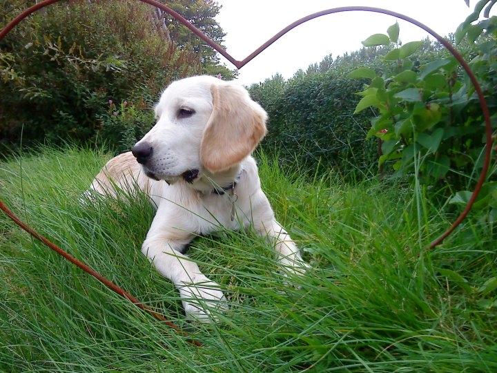 Blanding af racer Fernando billede 9