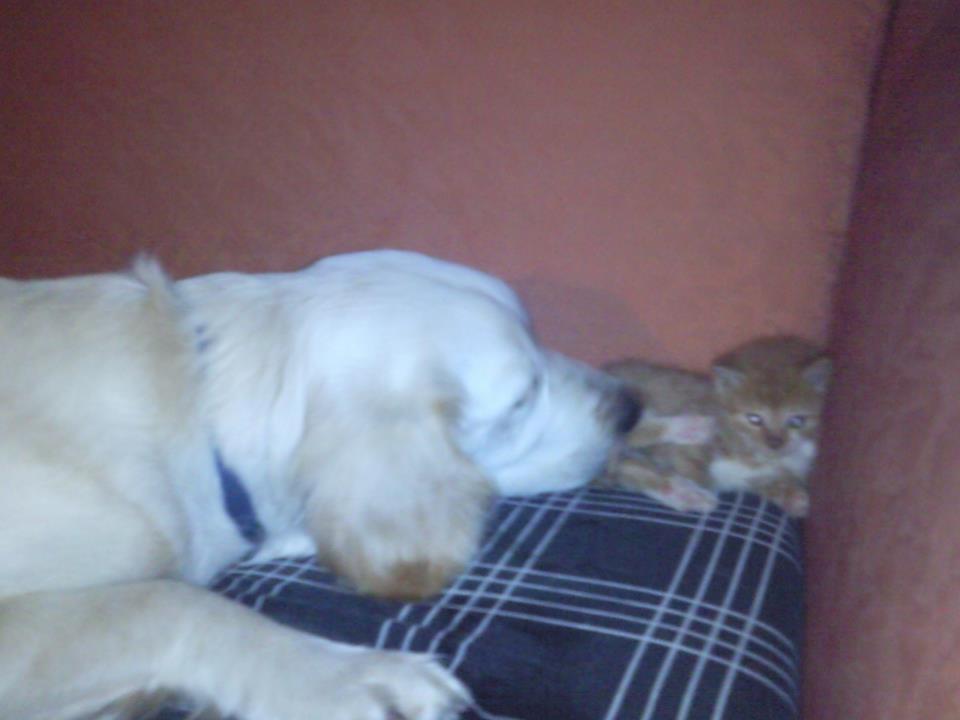 Blanding af racer Fernando billede 10