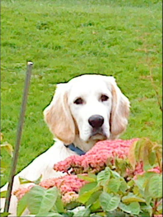 Blanding af racer Fernando billede 11