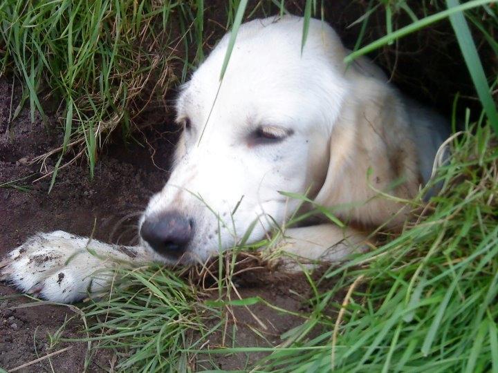 Blanding af racer Fernando billede 12