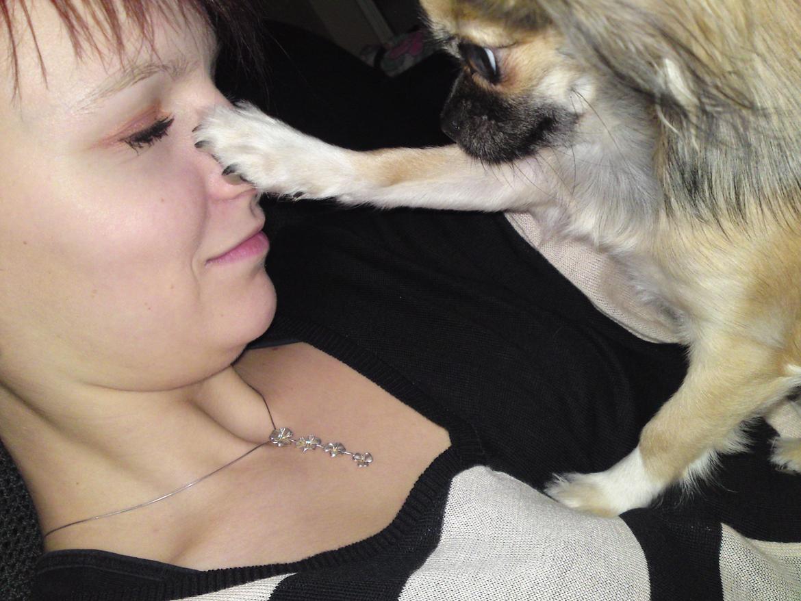 Chihuahua Micka - Siden hvalp, har Micka musen elsket at "krasse" mor på næsen(: <3 billede 6